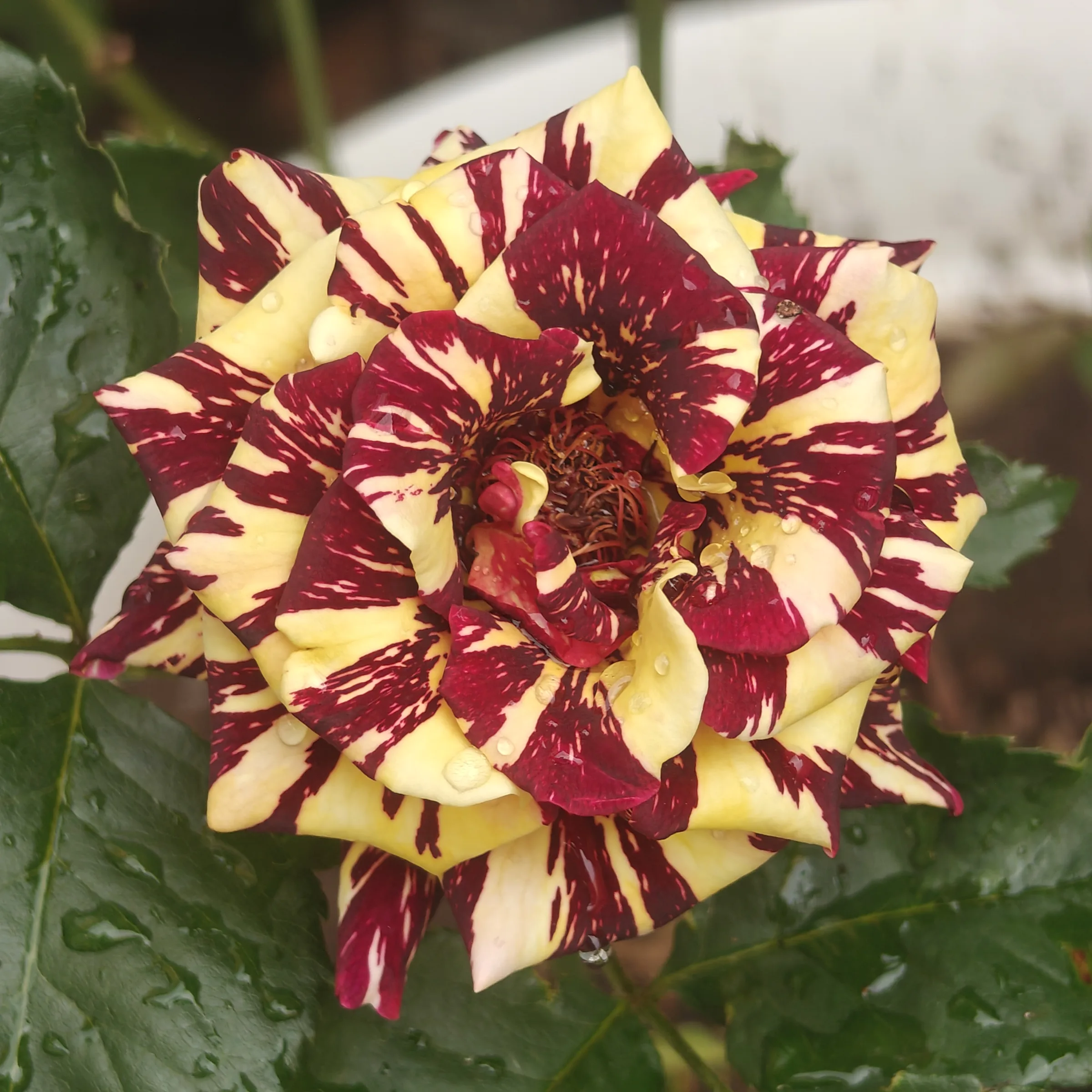 Rosa 'Abracadabra' flor 2