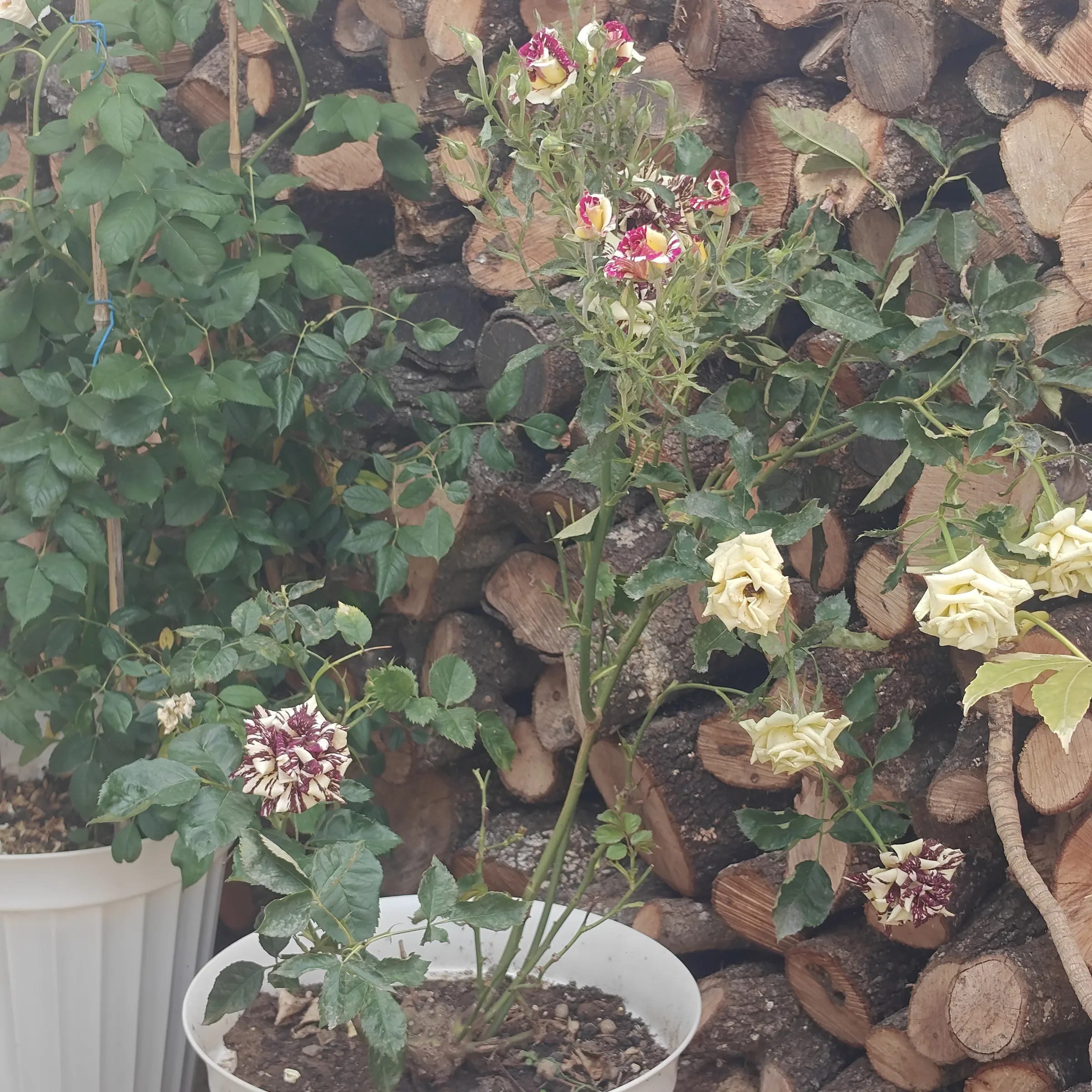 Rosa 'Abracadabra' 2