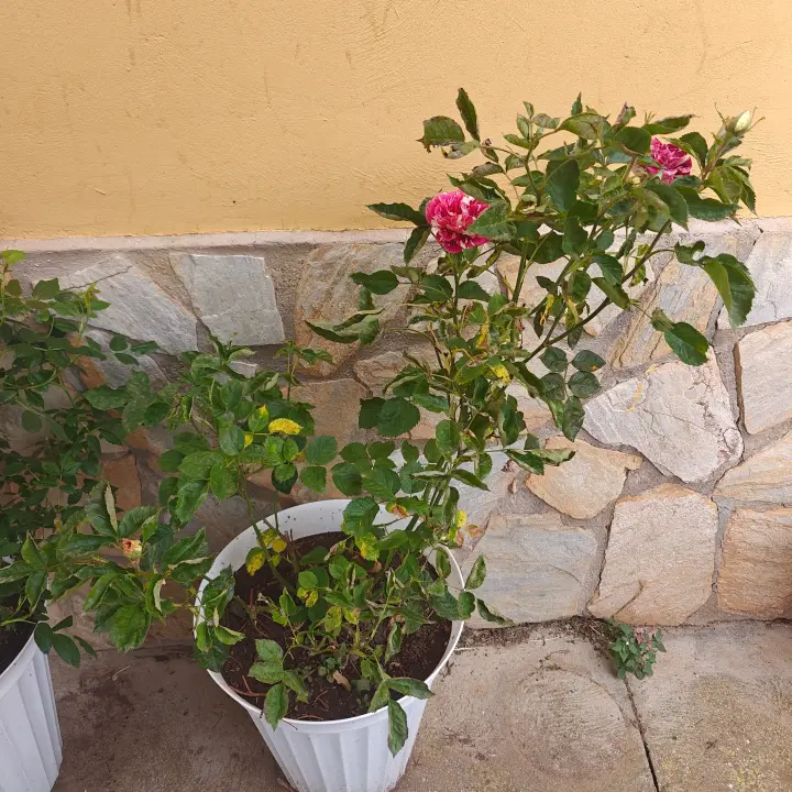 Rosa 'Abracadabra' 1