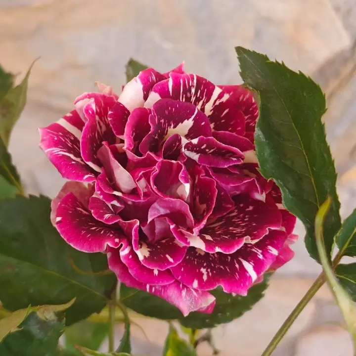 Rosa 'Abracadabra' flor 3