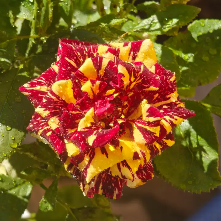 Rosa 'Abracadabra' flor 1