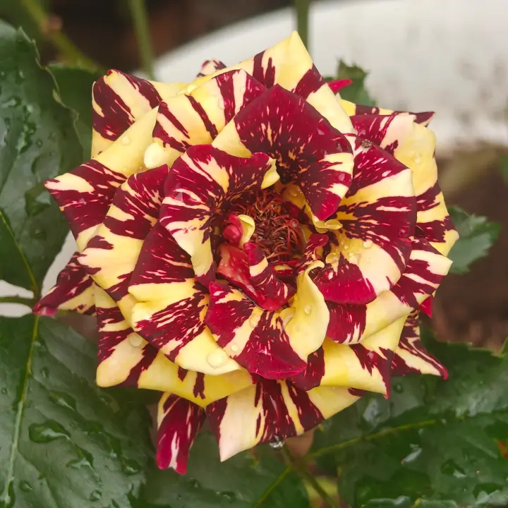 Rosa 'Abracadabra' flor 2