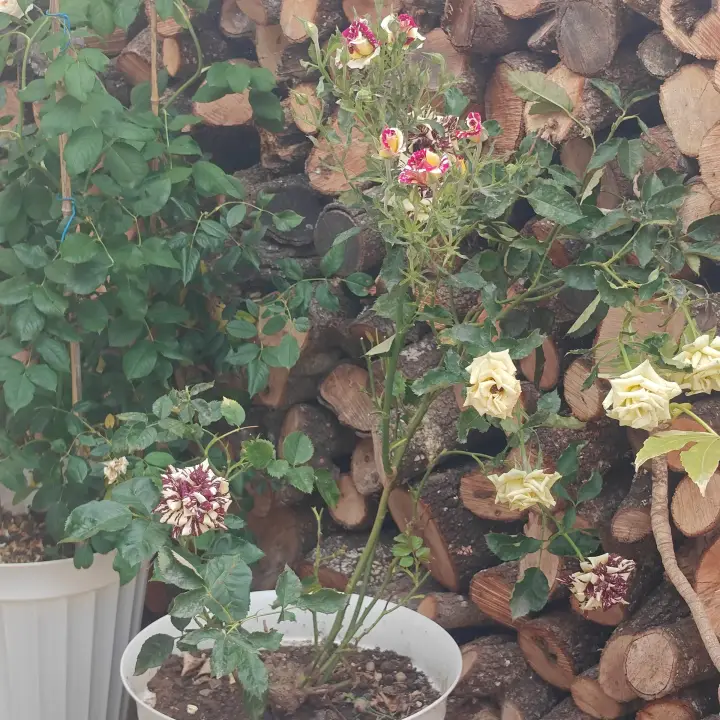 Rosa 'Abracadabra' 2