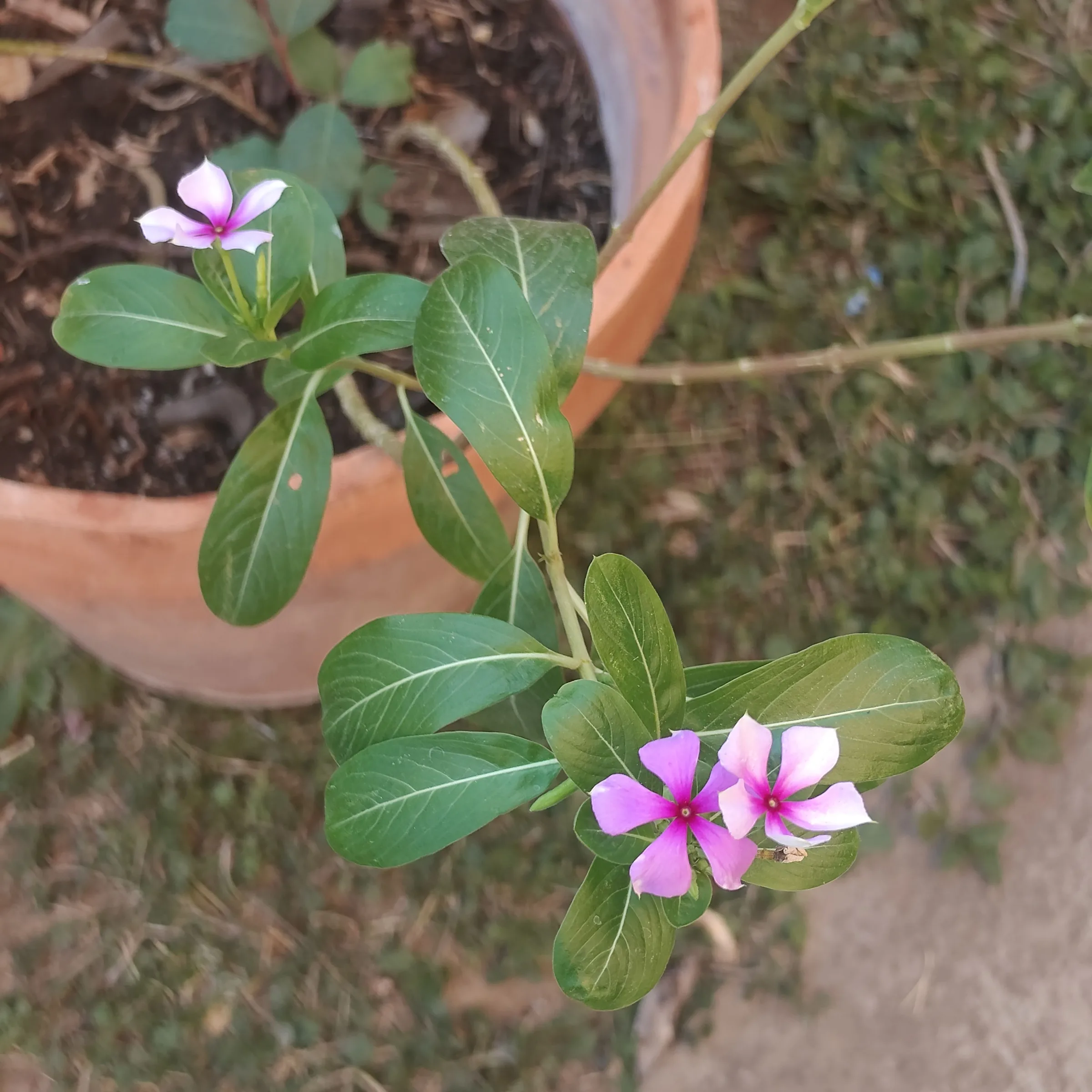 Catharanthus roseus