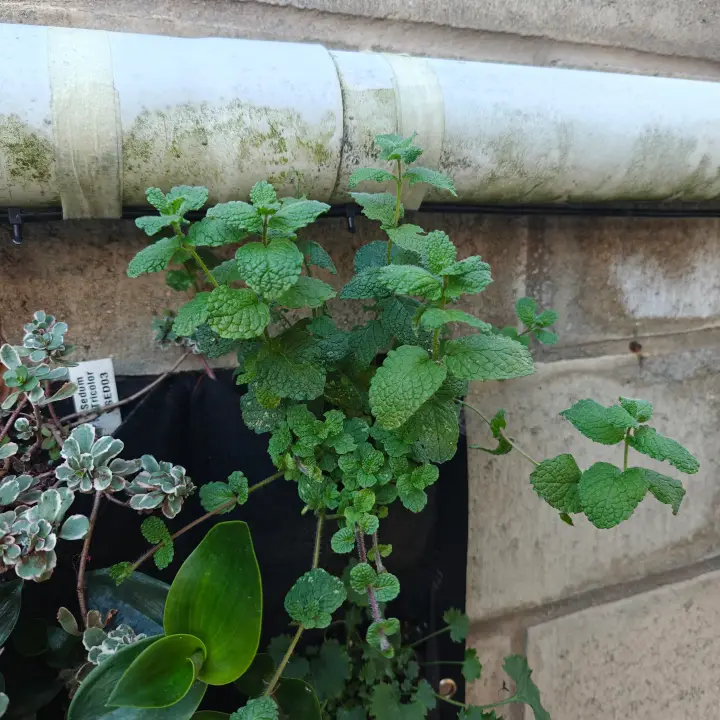 Mentha Suaveolens 1