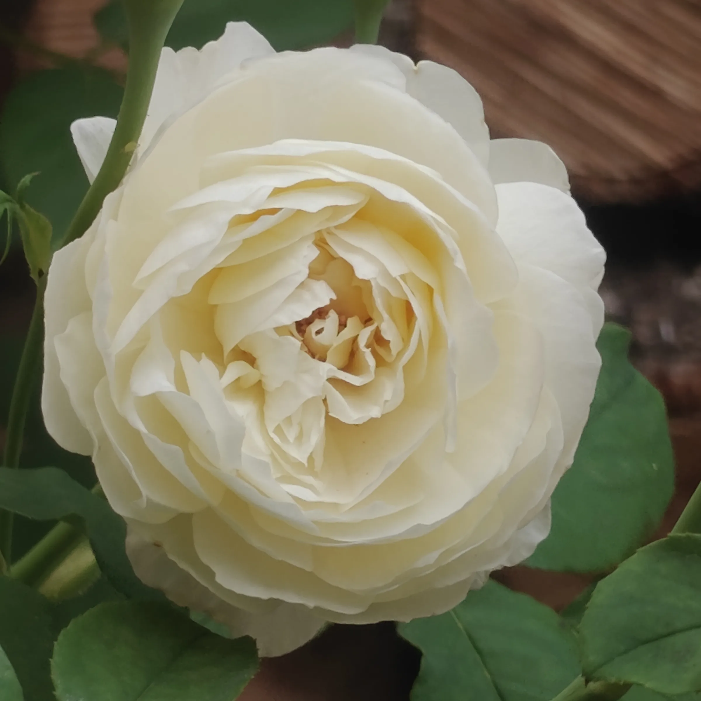 Rosa 'Claire Austin' flor 1