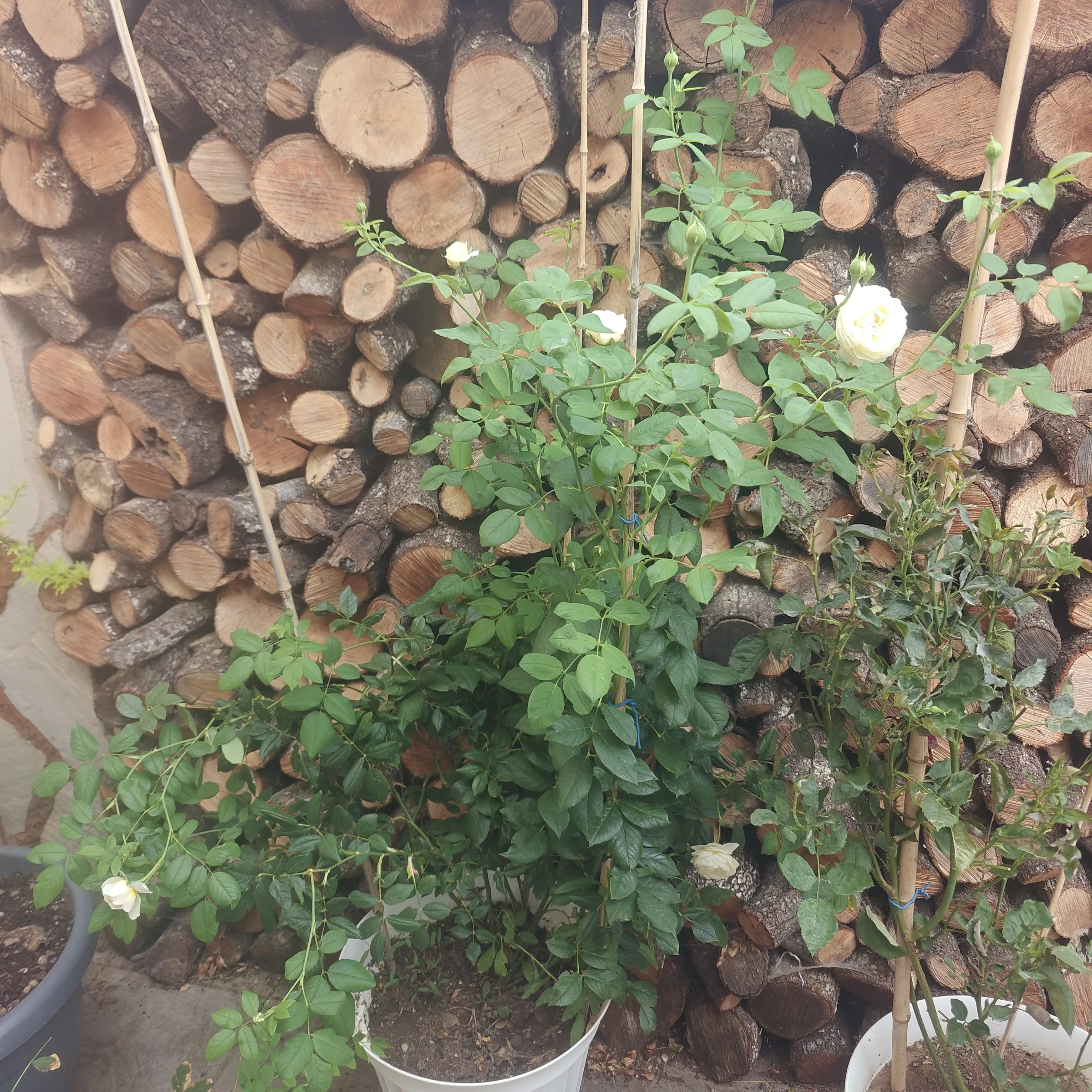Rosa 'Claire Austin' 2