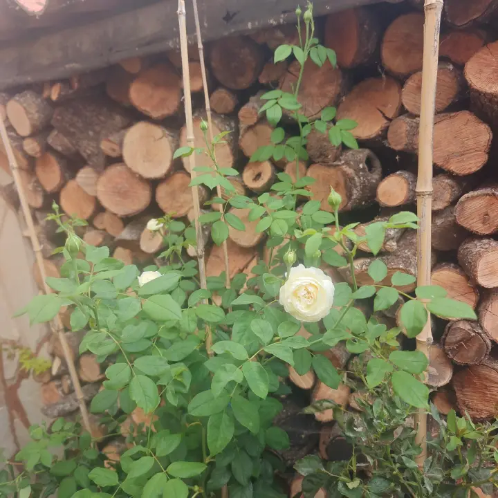 Rosa 'Claire Austin' 1