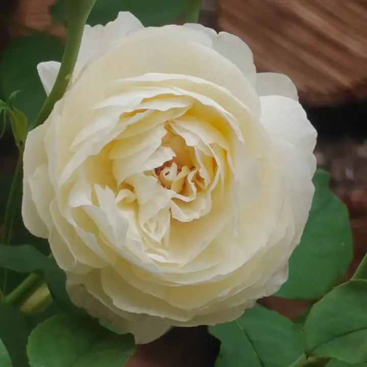 Rosa 'Claire Austin' flor 1