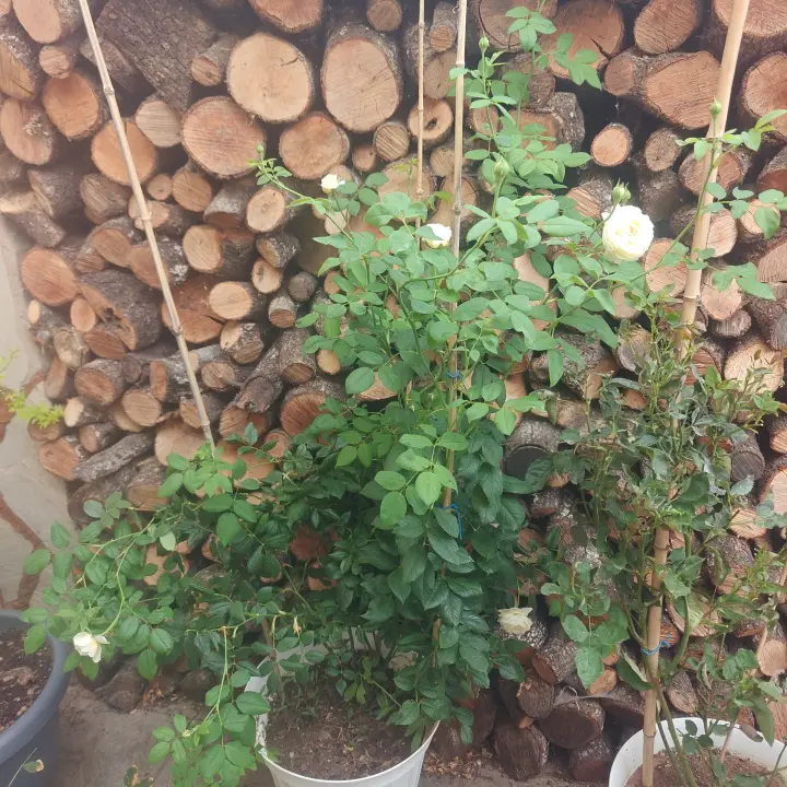 Rosa 'Claire Austin' 2