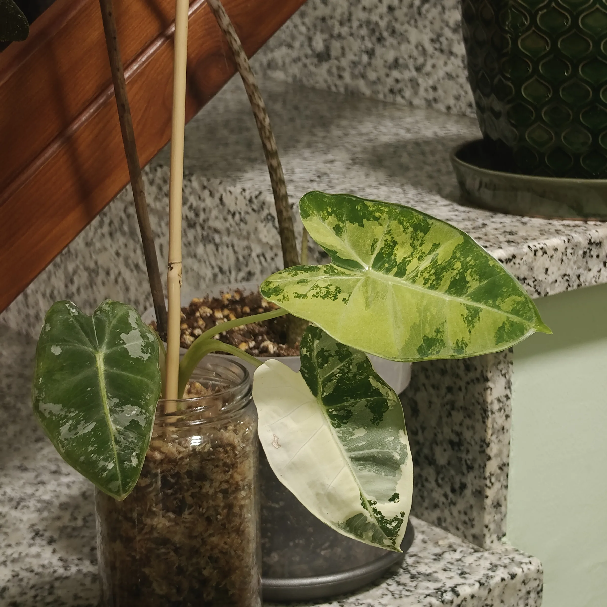 Alocasia Frydek Variegada