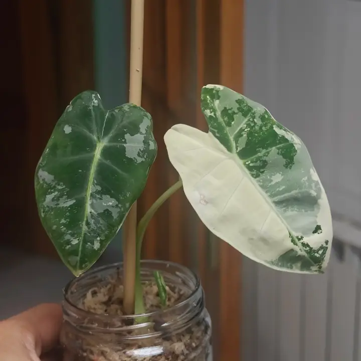 Alocasia Frydek Variegada 3