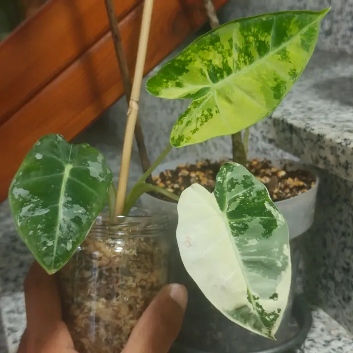 Alocasia Frydek Variegada 2