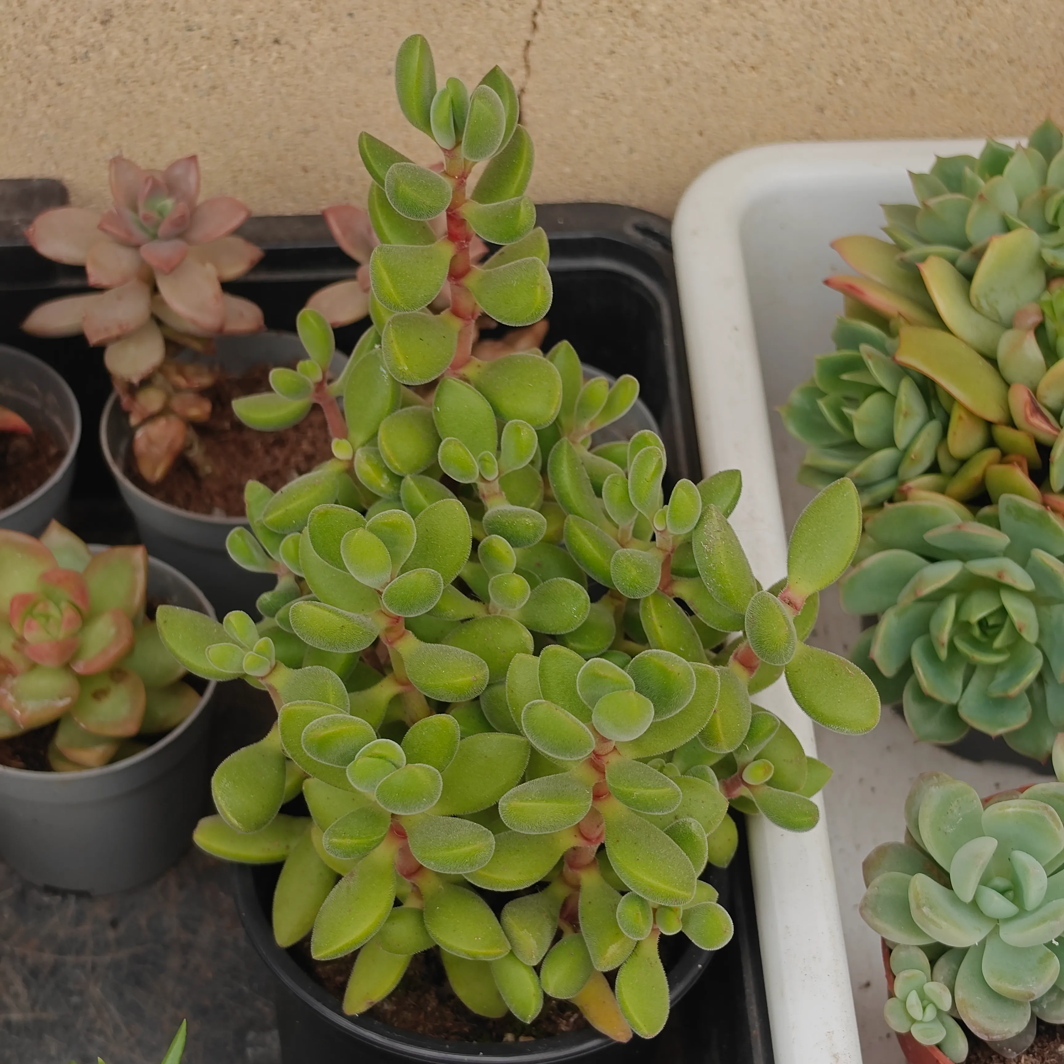 Crassula rogersii