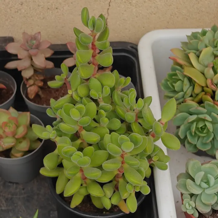 Crassula rogersii 1