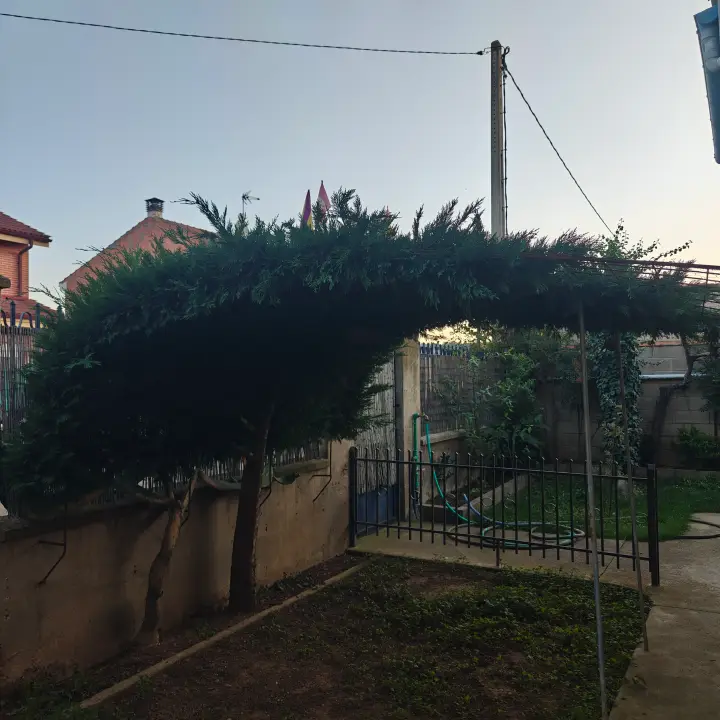 Cupressus Leylandii 2