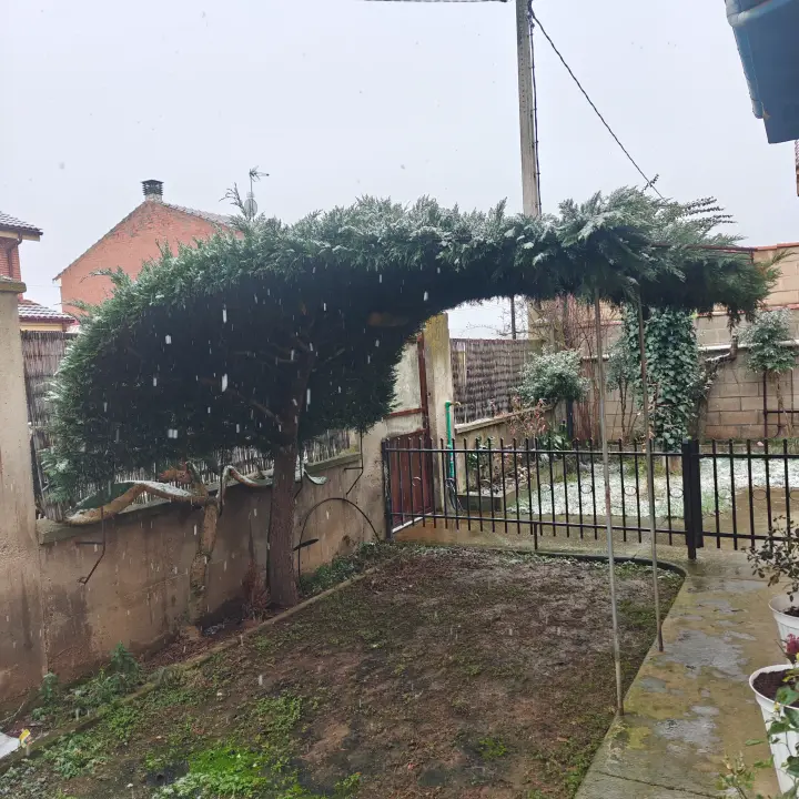 Cupressus Leylandii 1