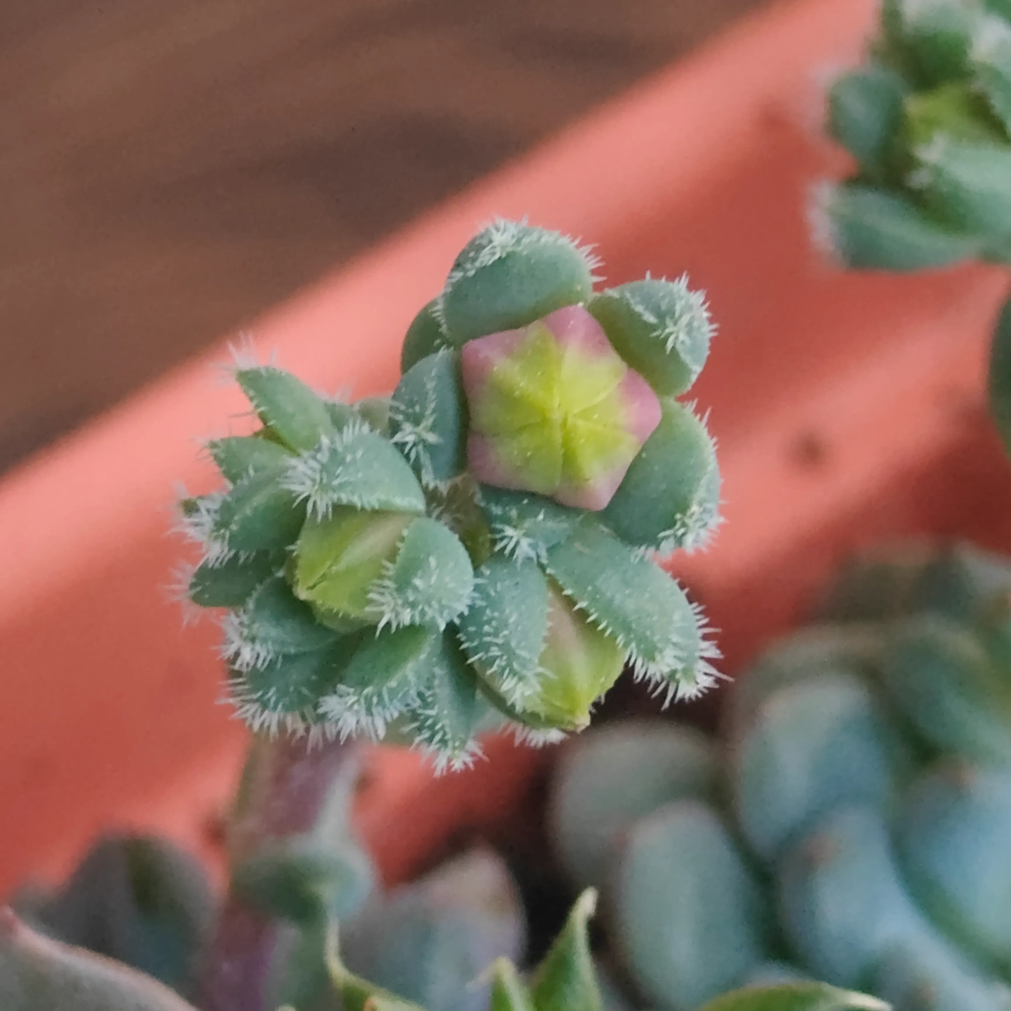 Echeveria Rundelli 6