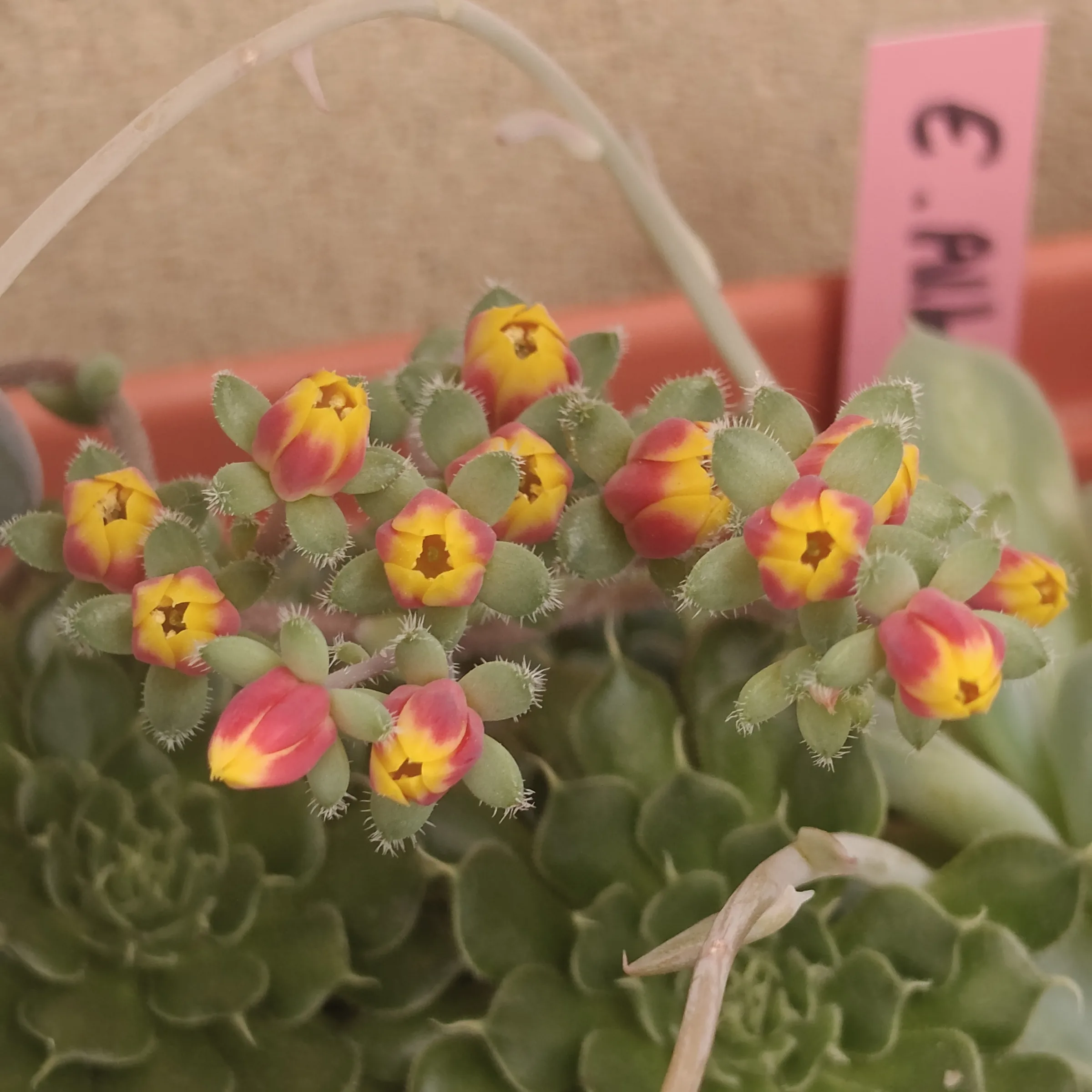 Echeveria Rundelli 2