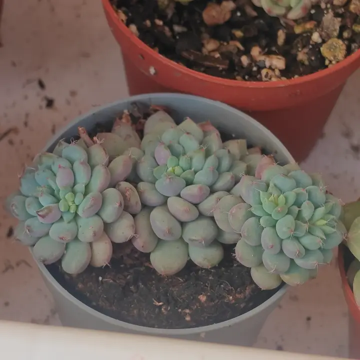 Echeveria Rundelli 1