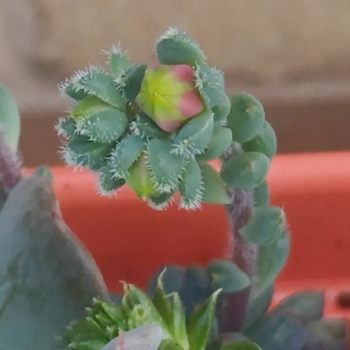 Echeveria Rundelli flor 4