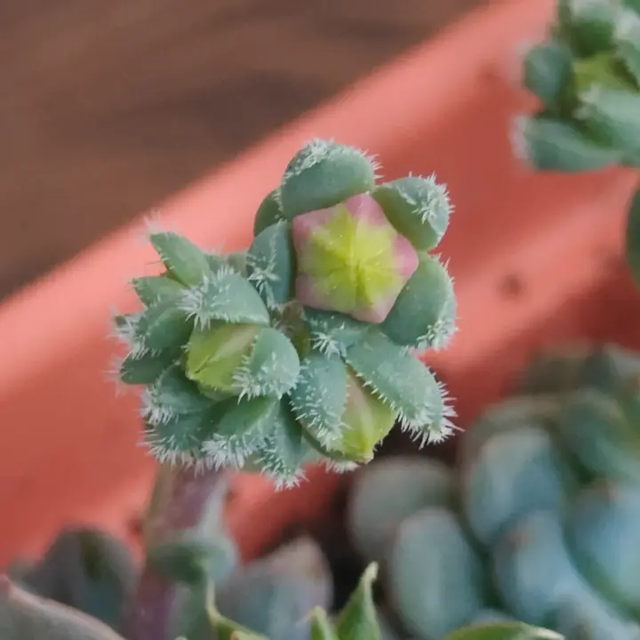 Echeveria Rundelli flor 5