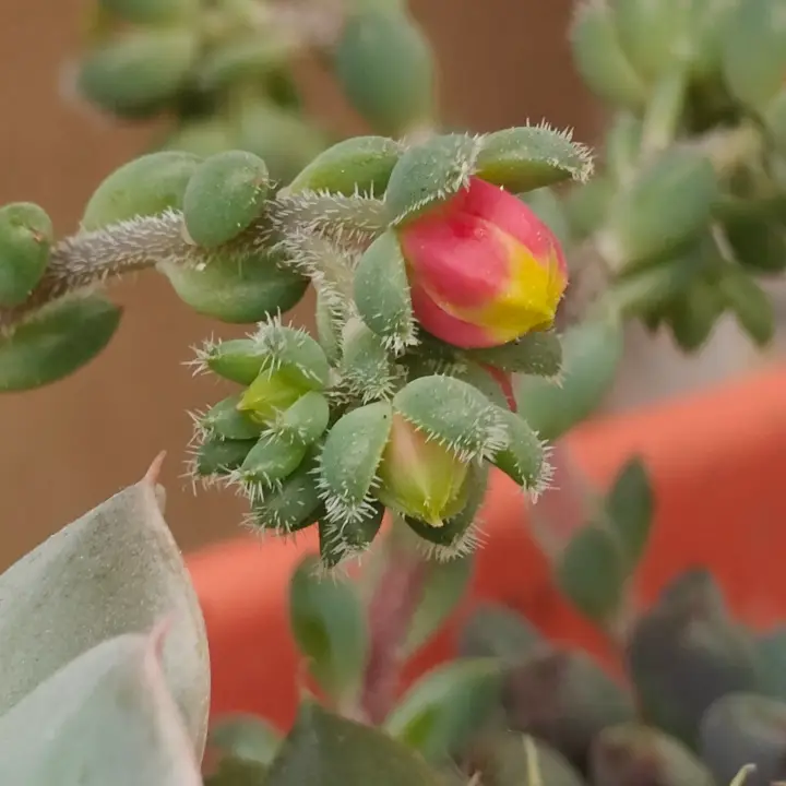 Echeveria Rundelli flor 3
