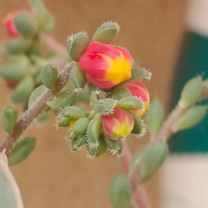 Echeveria Rundelli flor 2