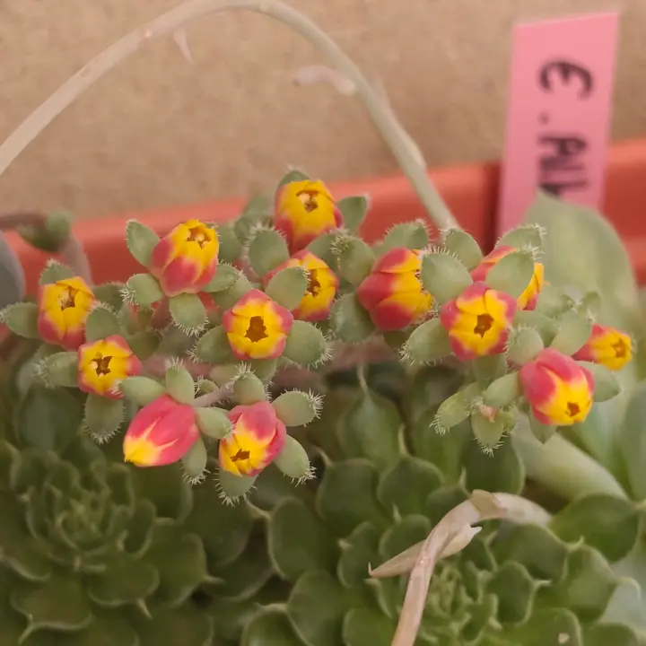 Echeveria Rundelli flor 1