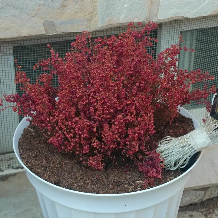 Erica gracilis 1