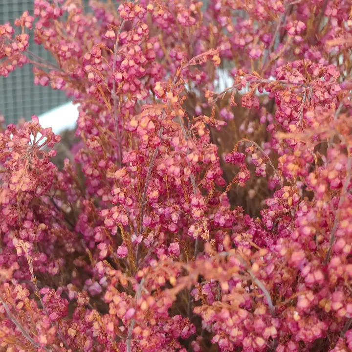 Erica gracilis 2
