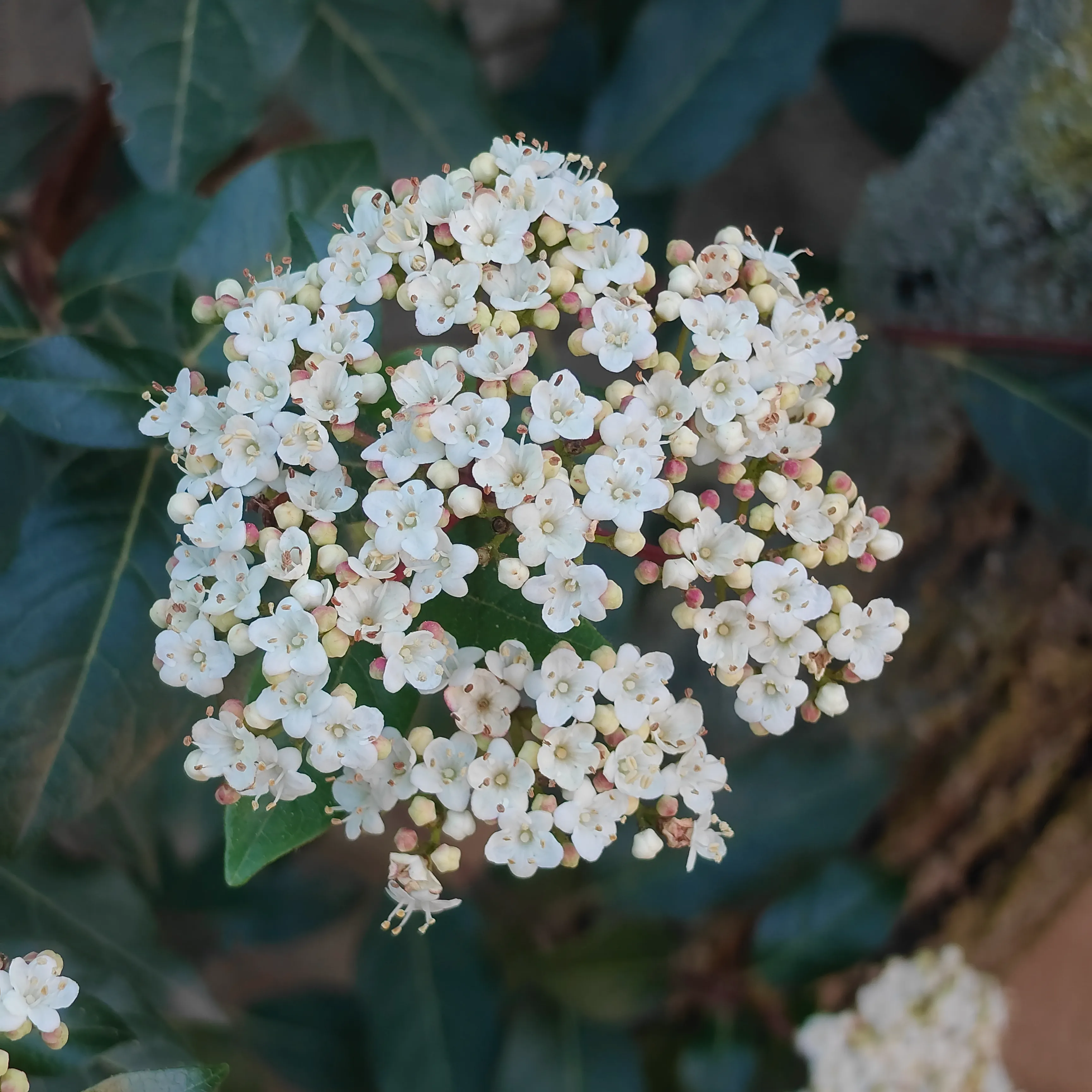 Viburnum Tinus 5
