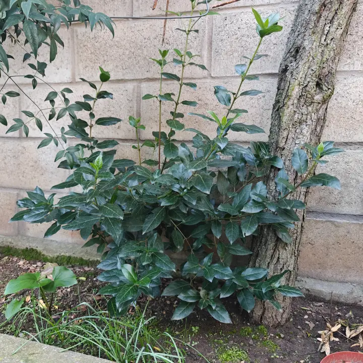 Viburnum Tinus 4