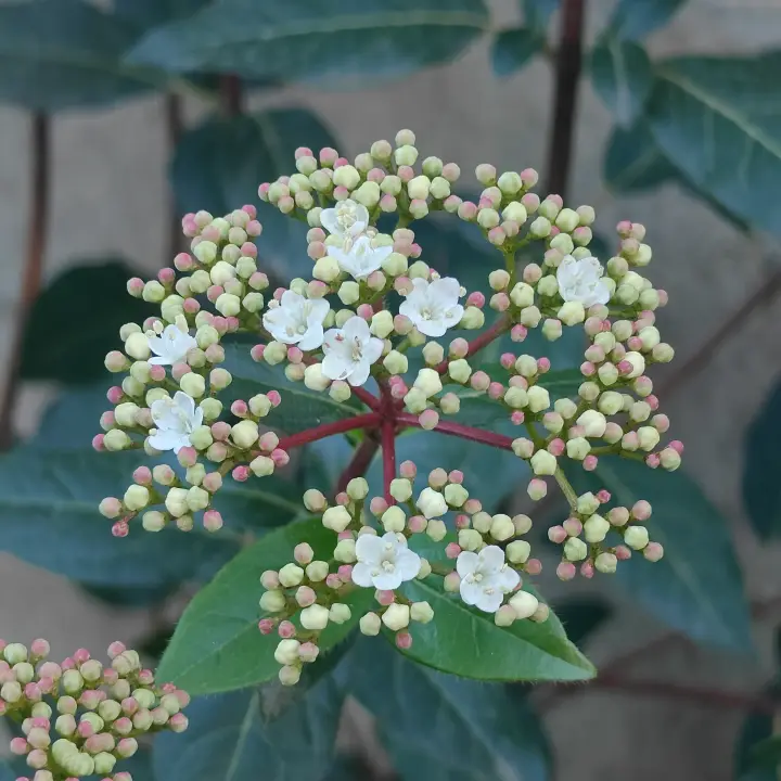 Viburnum Tinus 2