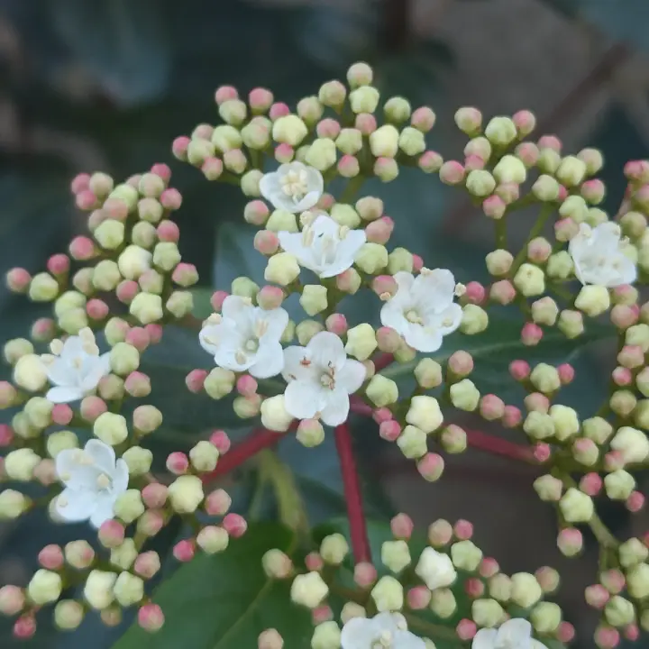 Viburnum Tinus 3