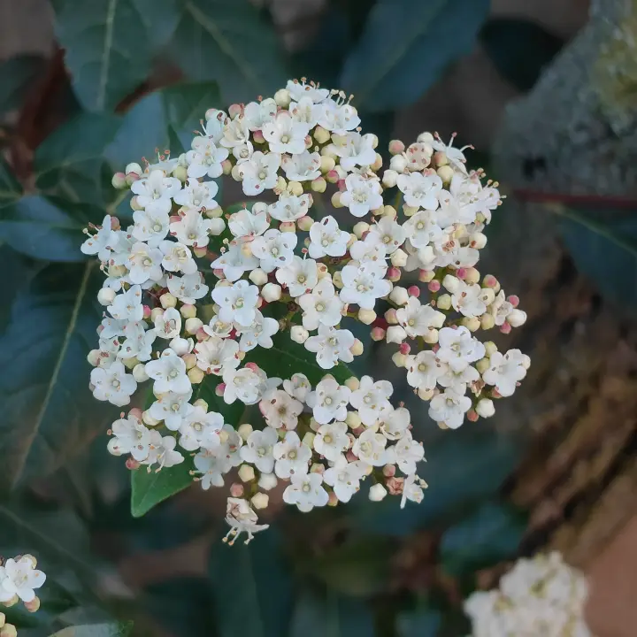 Viburnum Tinus 5
