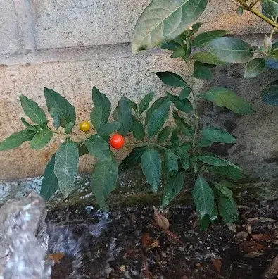 Solanum Pseudocapsicum 1