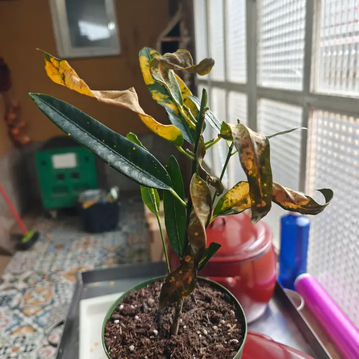 Croton Fideo 1