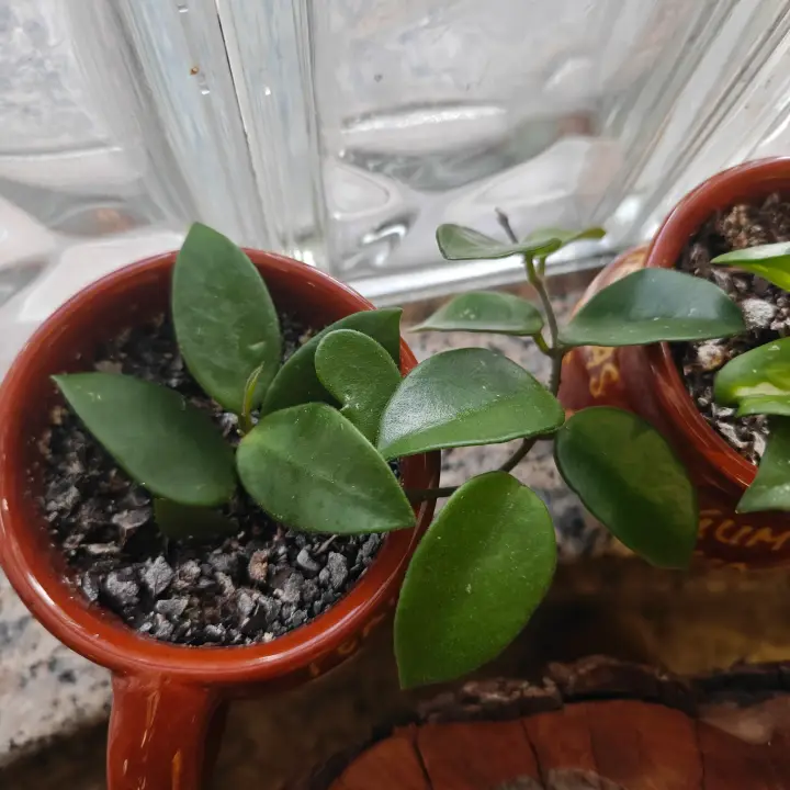 Hoya Carnosa 1