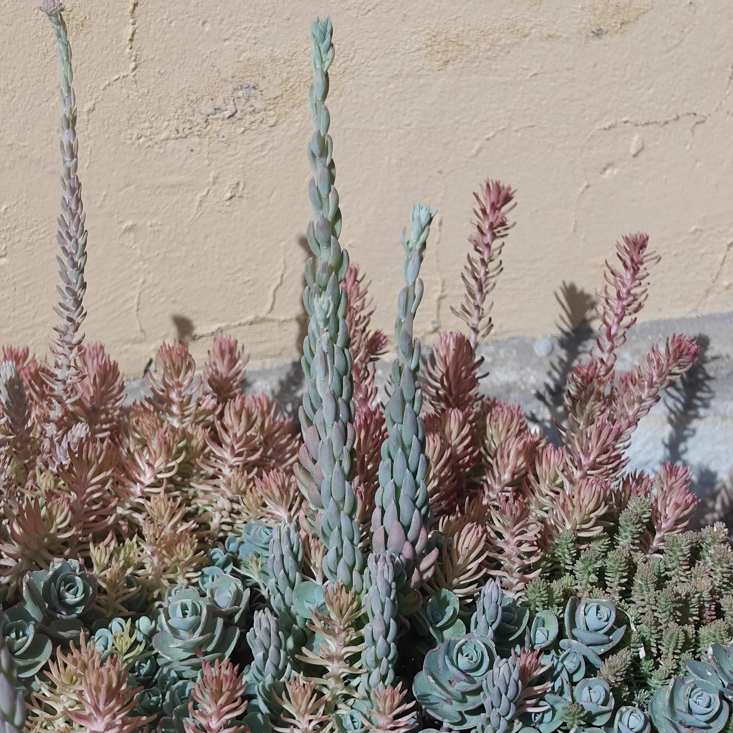 Sedum Sediforme