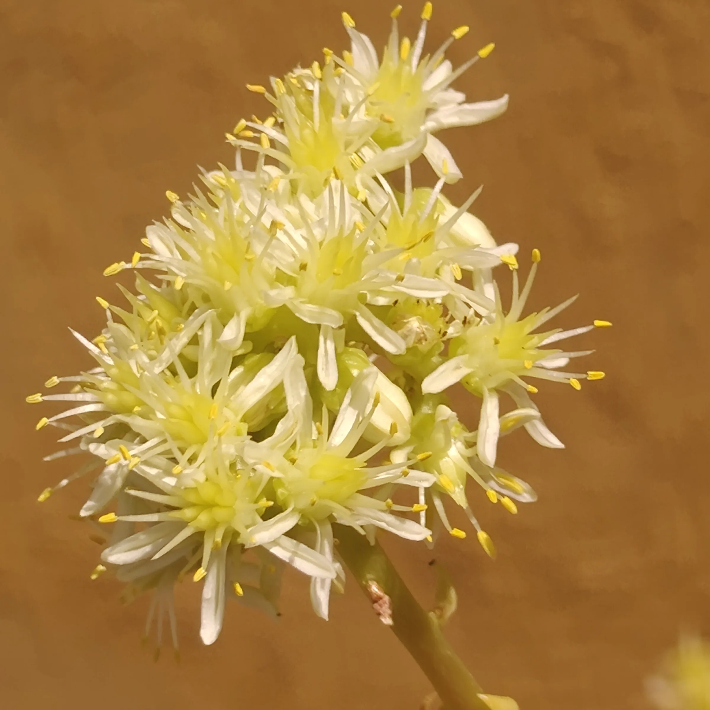 Sedum Sediforme flor 1