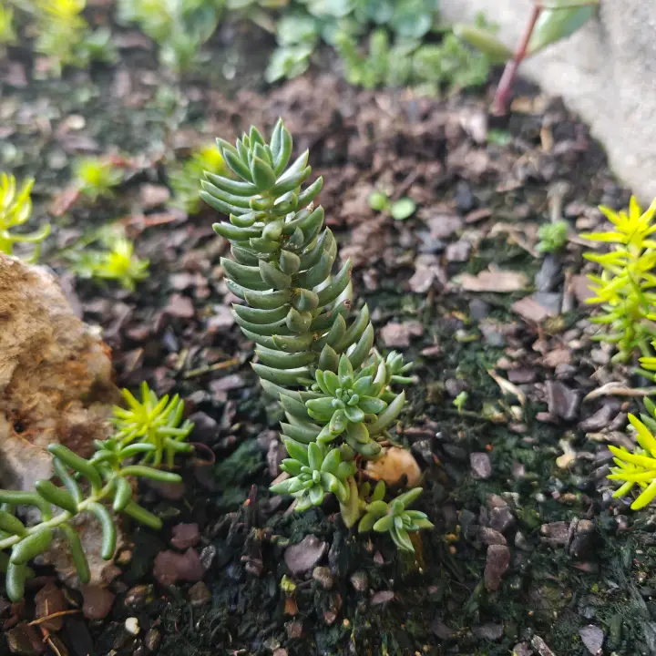 Sedum Sediforme 2