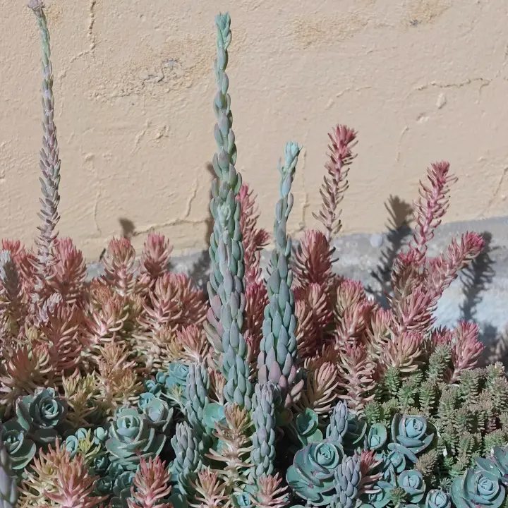 Sedum Sediforme 1