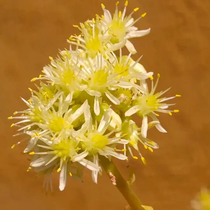 Sedum Sediforme flor 1