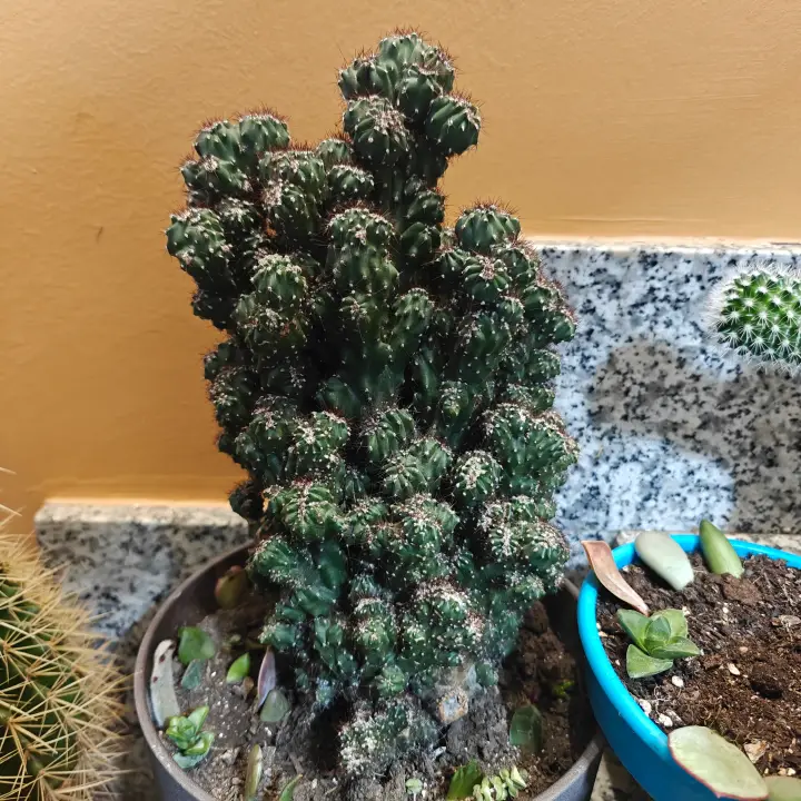 Cereus Repandus 1