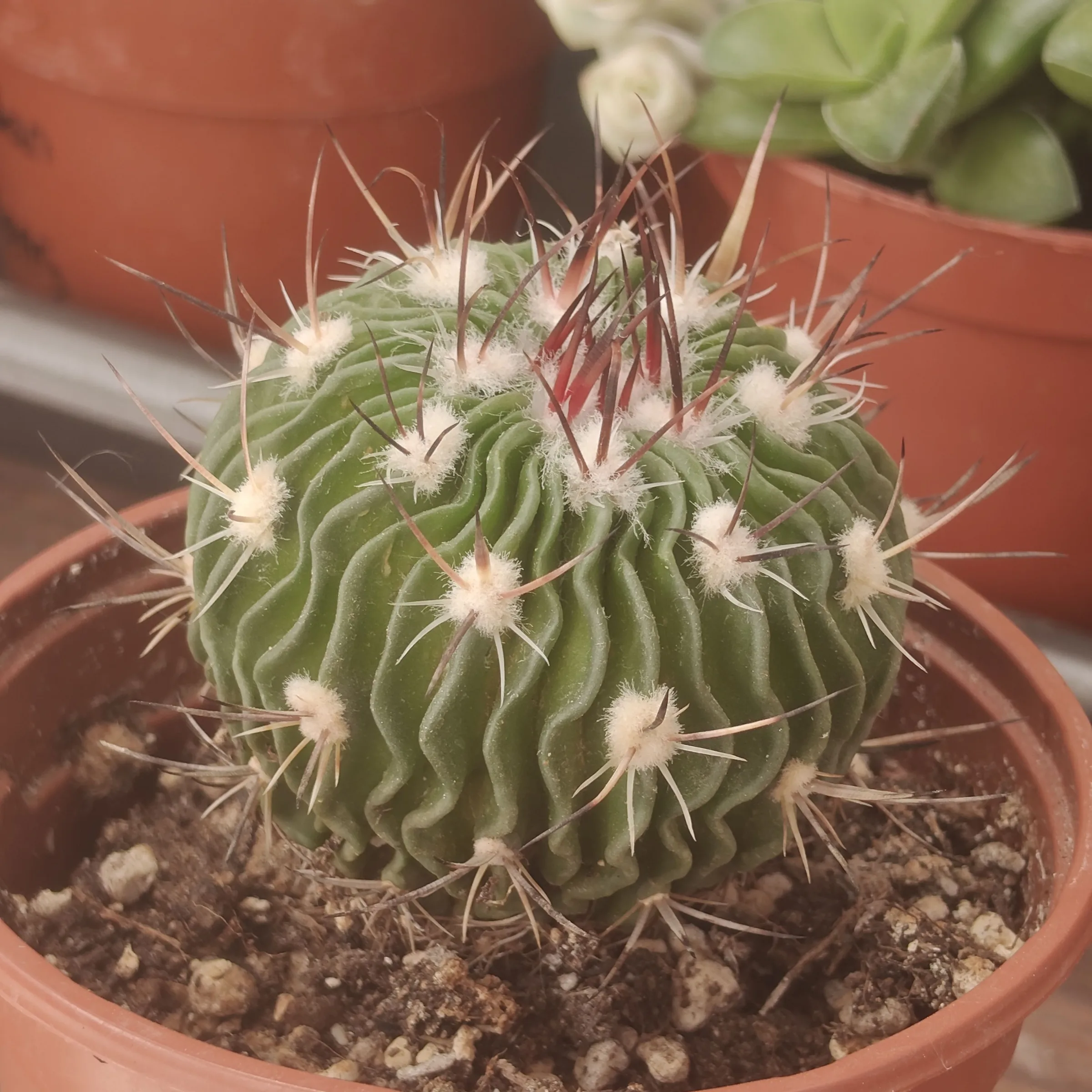Stenocactus multicostatus