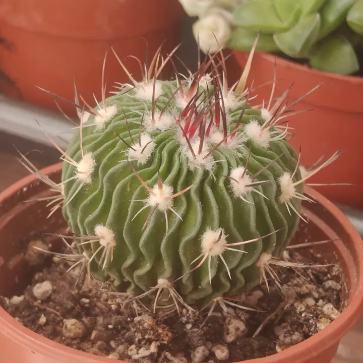 Stenocactus multicostatus 1