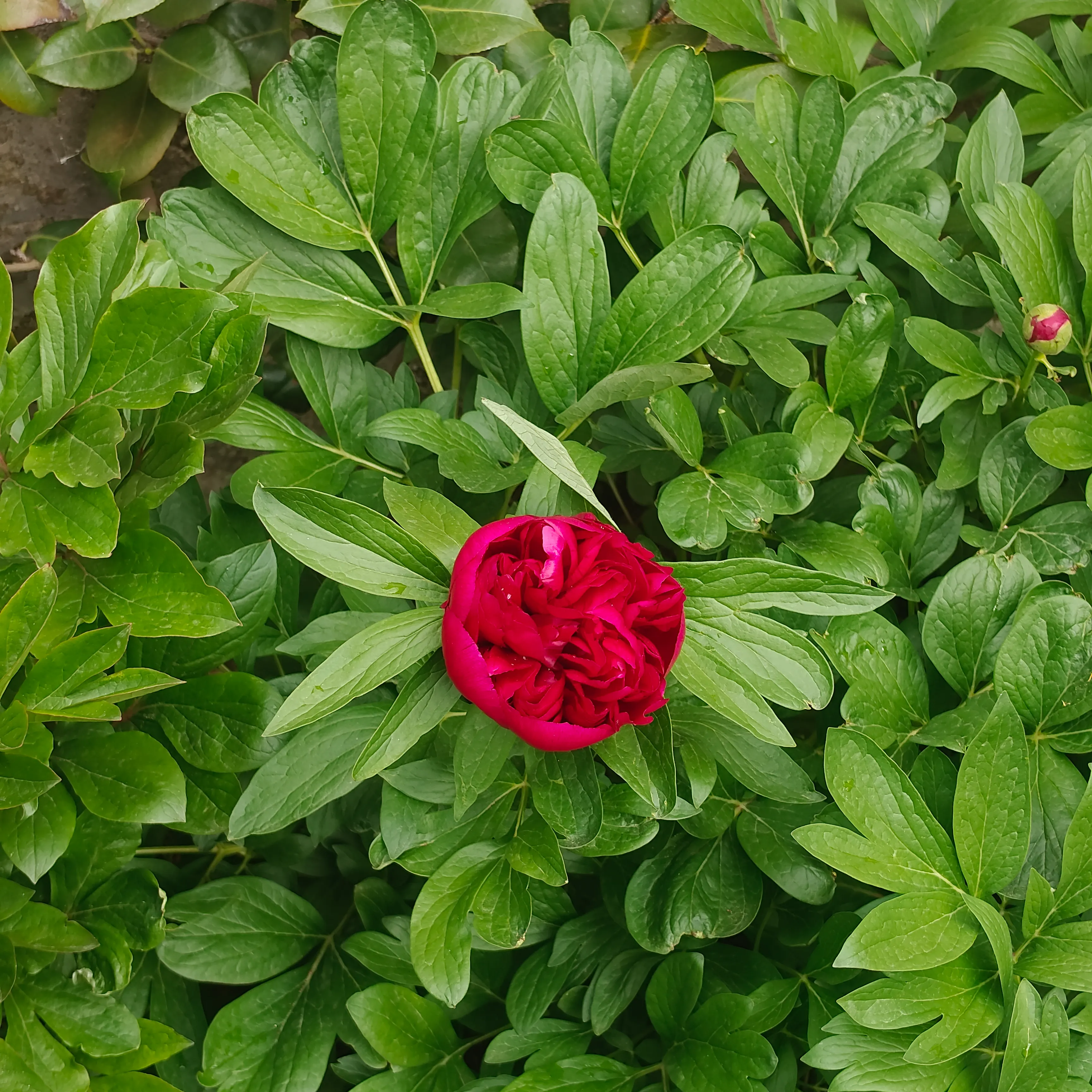 Paeonia lactiflora