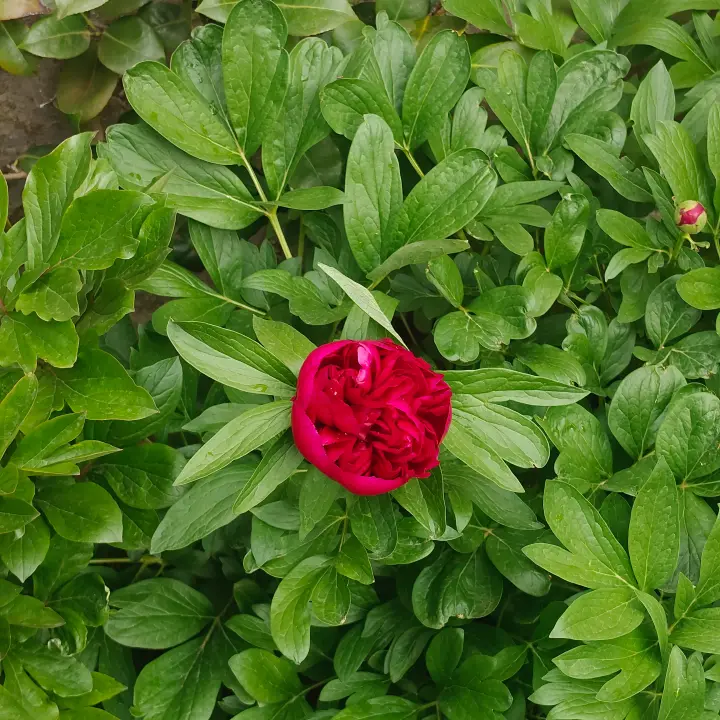 Paeonia lactiflora 1
