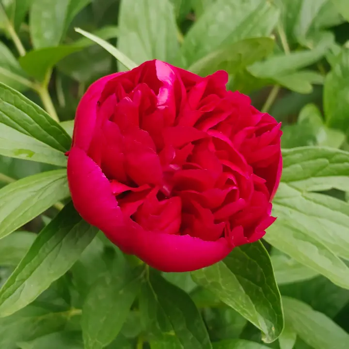 Paeonia lactiflora flor 2